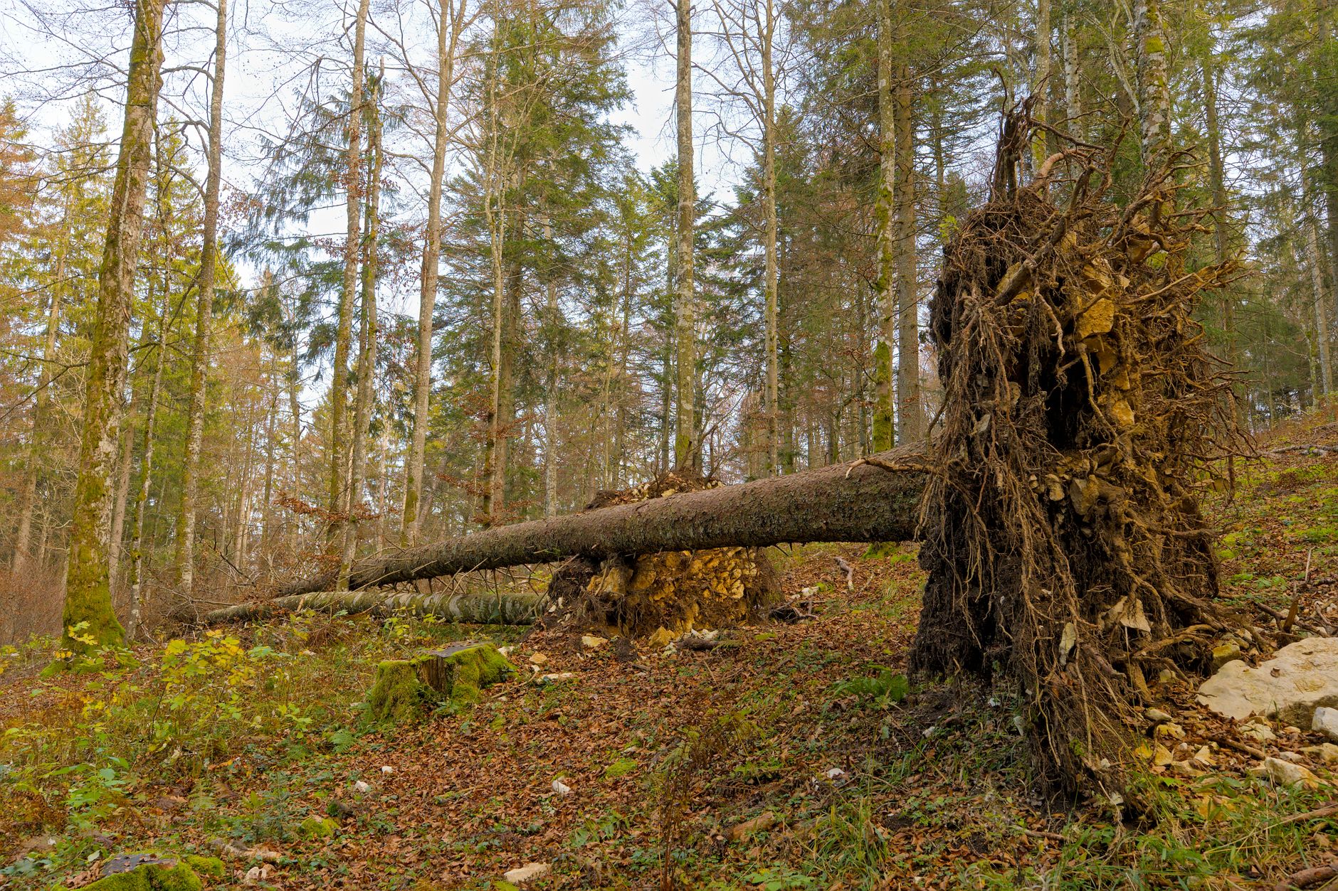 Enlèvement Arbre Urgence équipe à Saint-Gratien